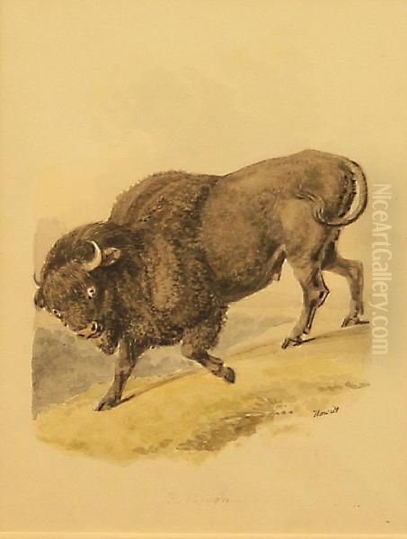 B. Bison - view 1