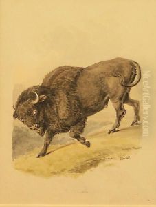 B. Bison