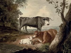A Bull, A Cow And Calf