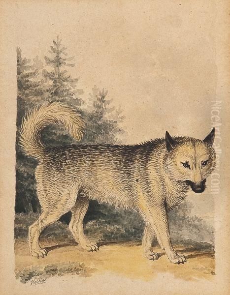 Drawing Of A Wolf - view 1