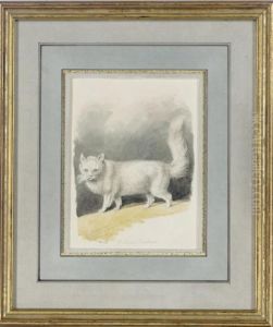 A Persian Cat