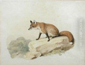 Study Of A Fox by Samuel Howitt