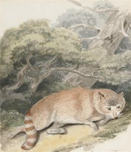 A Recumbent Raccoon A Recumbent Raccoon