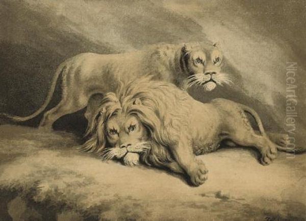 Studies Of Lions - view 1