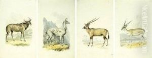 [deer Grazing By A Rocky Stream In Parkland] by Samuel Howitt