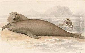 Dugongs Or Sea Cows (found Off Northern Australia) by Samuel Howitt