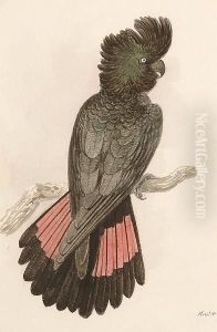 A Banksian Cockatoo