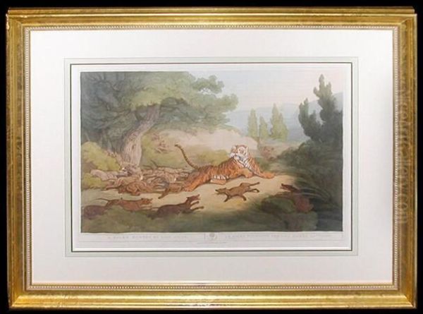 A Tiger Hunted By Wild Dogs - view 1