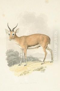 Antelope Dorcas; Antelope Redunca And Four Others, Six