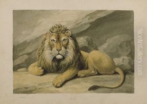 A Study Of A Lion by Samuel Howitt