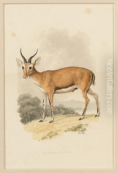 Antelope Dorcas; Antelope Redunca And Four Others, Six - view 1