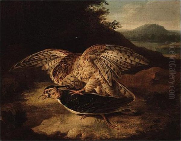 A Hawk And Plover - view 1