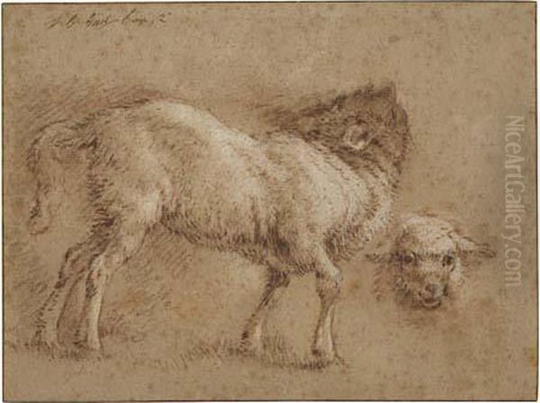 Studies Of Sheep - view 1