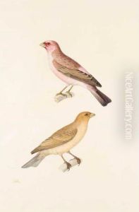 [two Perching Birds]. French, Early Nineteenth Century by Jean-Baptiste Huet