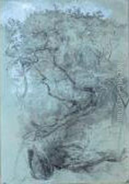 Study Of A Tree Struck By Lightning In A Forest - view 1