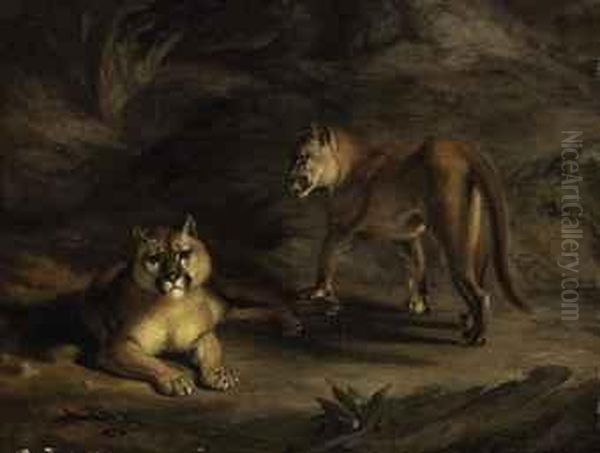 Two Pumas - view 1