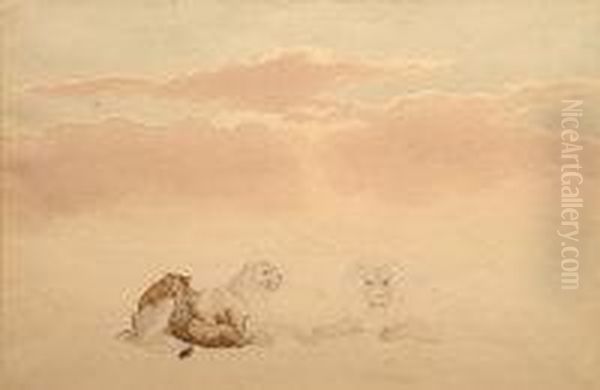 Lion Cubs - view 1