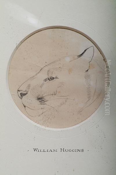 Study Of A Lioness - view 1