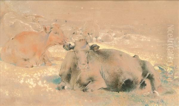 Cattle Resting - view 1