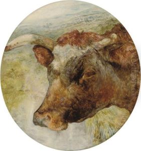 Head Study Of A Longhorn Cow