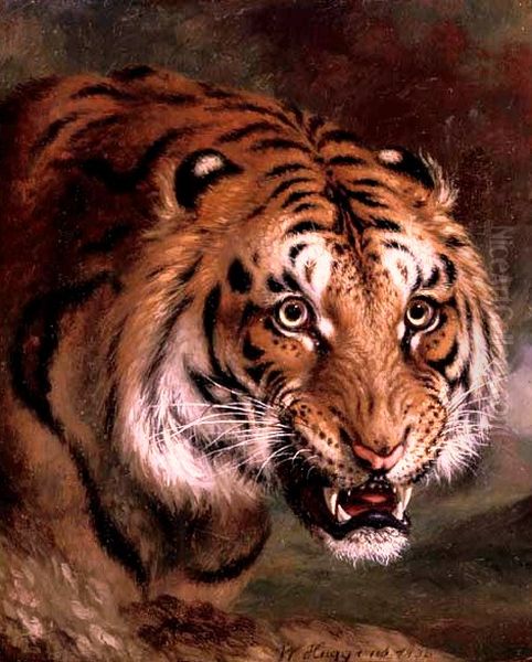 A Bengal Tiger - view 1