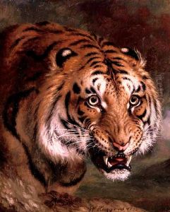 A Bengal Tiger