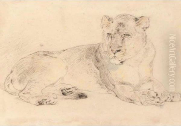 A Lioness - view 1