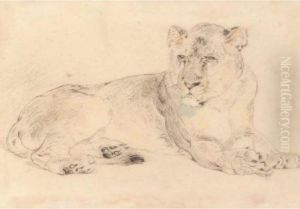 A Lioness