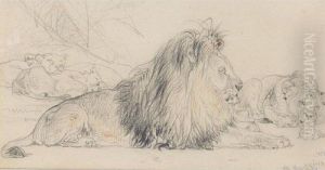 Study Of A Lion And His Pride