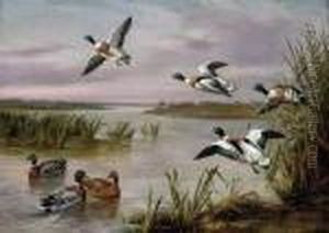 Mallard And Sheldrake