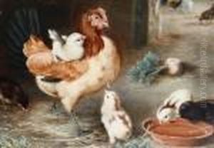A Hen With Her Chicks