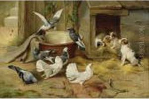 Puppies And Pigeons