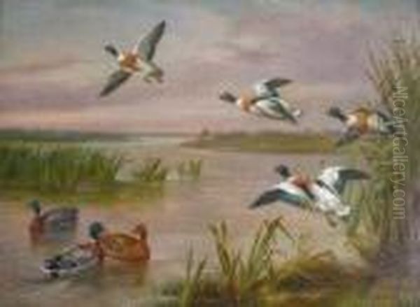 Mallard Shell Drake Flying Over Water - view 1