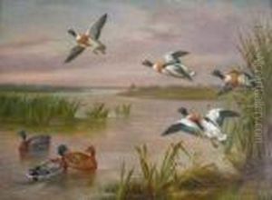 Mallard Shell Drake Flying Over Water