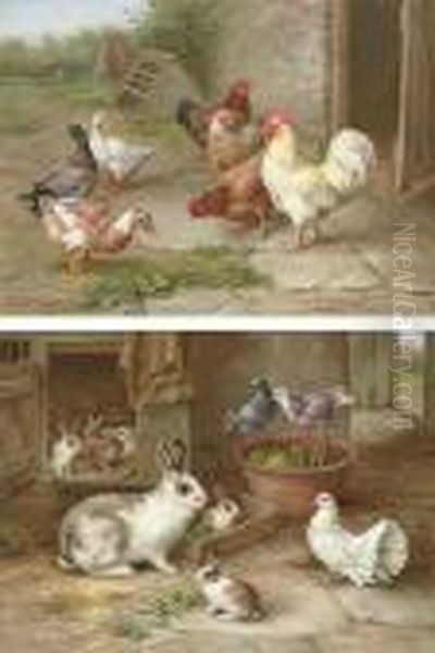 Pecking Order - view 1