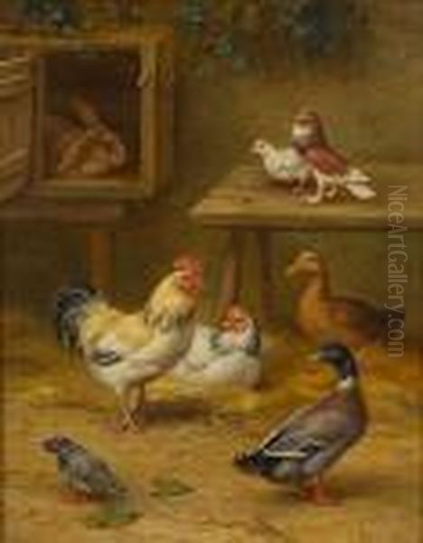 Chickens, Ducks, Pigeons And A Rabbit In Ayard - view 1