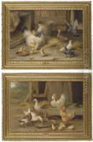 Ducks, Chickens And Chicks - view 1