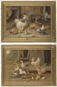 Ducks, Chickens And Chicks