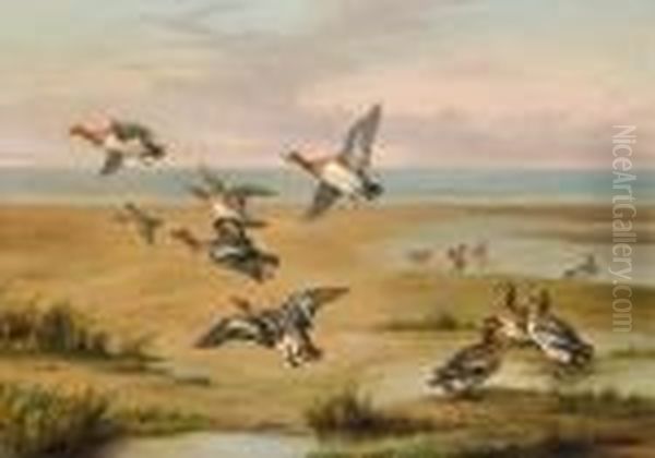 Wild Ducks - view 1