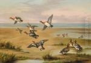 Wild Ducks