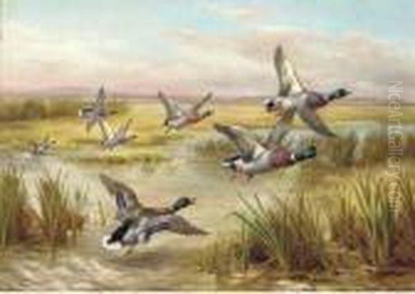 Mallard In Flight Over Wetlands - view 1