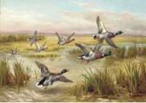 Mallard In Flight Over Wetlands by Edgar Hunt