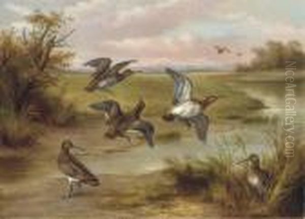 Snipe By A Stream - view 1