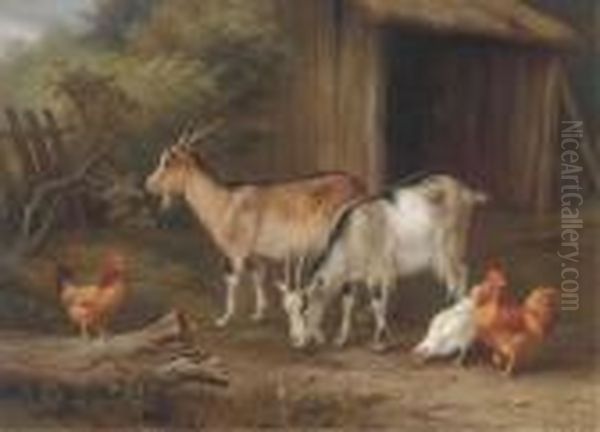 Goats And Chickens In A Yard - view 1