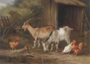Goats And Chickens In A Yard