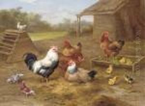 A Cockerel, Chickens And Doves Outside A Barn, With Chicks Playingwith A Pea Pod