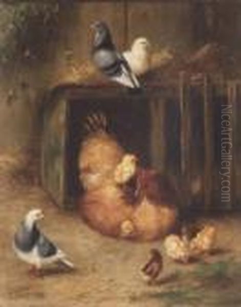 Chicken, Chicks And Pigeons - view 1