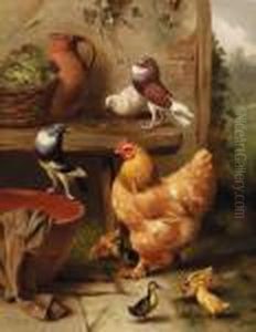 A Chicken, Doves, Pigeons And Ducklings A Chicken, Doves, Pigeons And Ducklings