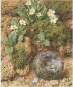A Chaffinch's Nest With Primroses