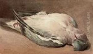 A Wood Pigeon A Wood Pigeon